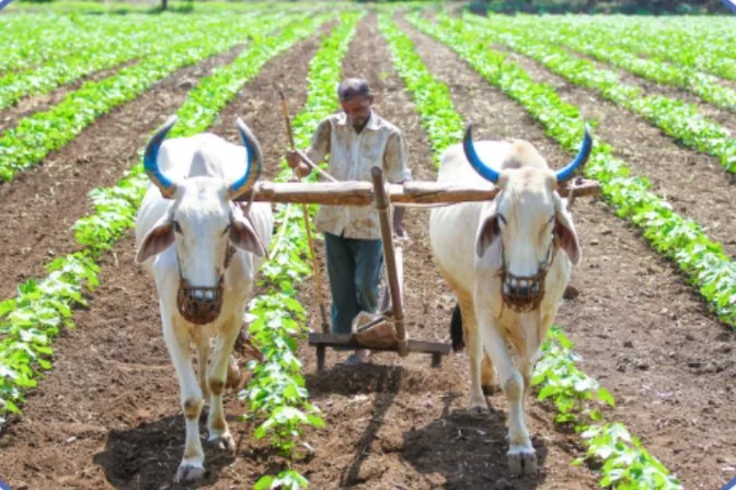 A farmer ploughing a field with two oxen